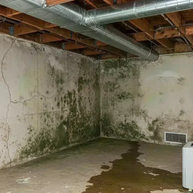 Professional Mold Removal in Carlinville, IL